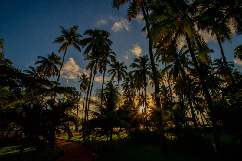 Pôr do sol entre coqueiros